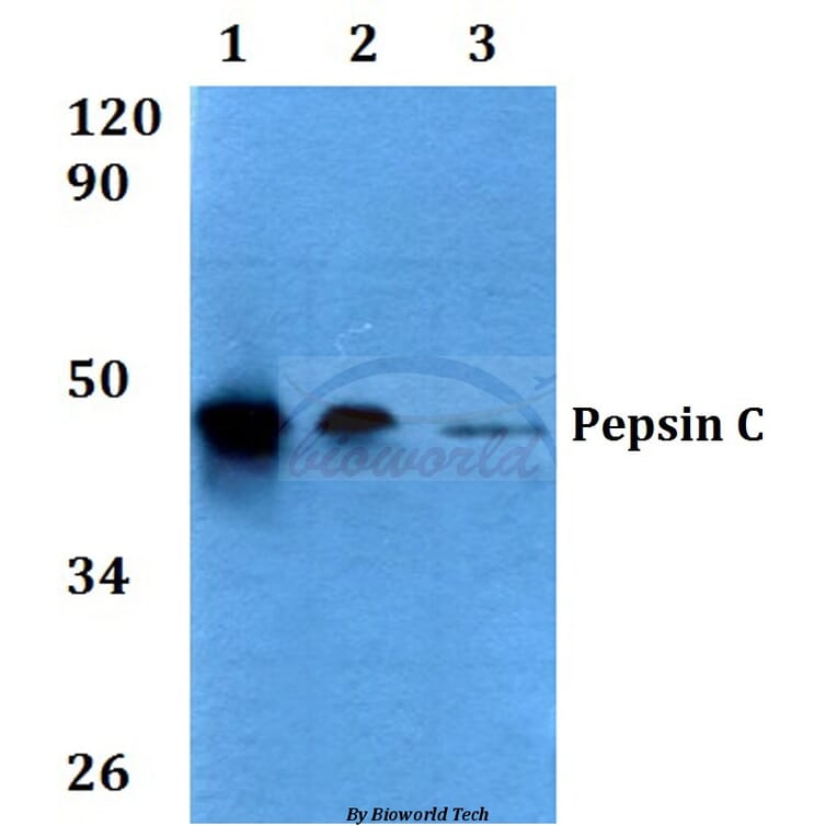 Anti-Pepsin C (F306) Antibody from Bioworld Technology (BS3685) - Antibodies.com