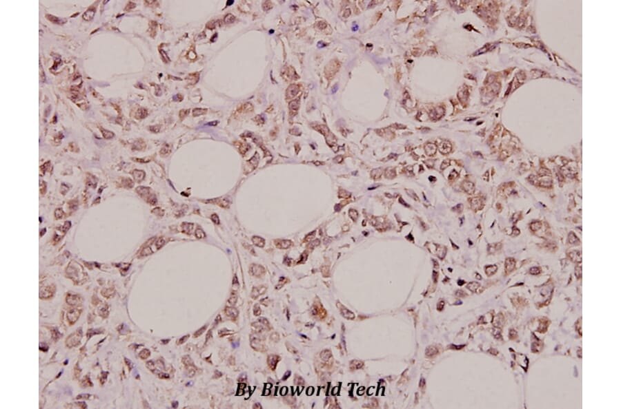 Anti-Pepsin C (F306) Antibody from Bioworld Technology (BS3685) - Antibodies.com