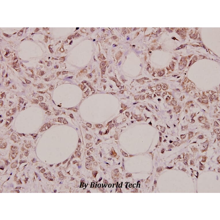 Anti-Pepsin C (F306) Antibody from Bioworld Technology (BS3685) - Antibodies.com