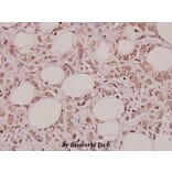 Anti-Pepsin C (F306) Antibody from Bioworld Technology (BS3685) - Antibodies.com