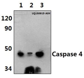 Anti-Caspase 4 (E124) Antibody from Bioworld Technology (BS3686) - Antibodies.com