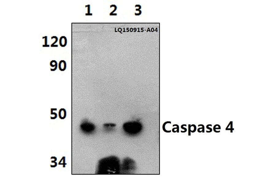 Anti-Caspase 4 (E124) Antibody from Bioworld Technology (BS3686) - Antibodies.com