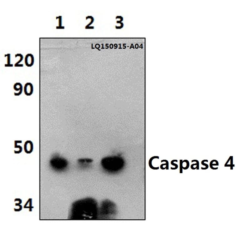 Anti-Caspase 4 (E124) Antibody from Bioworld Technology (BS3686) - Antibodies.com