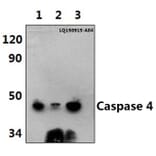 Anti-Caspase 4 (E124) Antibody from Bioworld Technology (BS3686) - Antibodies.com