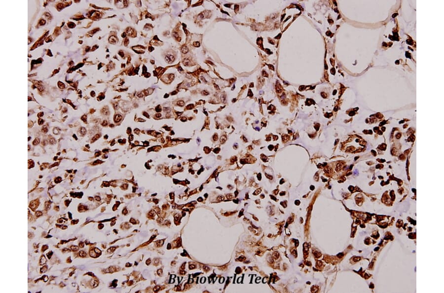 Anti-Caspase 4 (E124) Antibody from Bioworld Technology (BS3686) - Antibodies.com