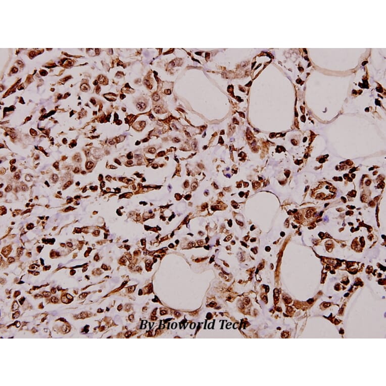 Anti-Caspase 4 (E124) Antibody from Bioworld Technology (BS3686) - Antibodies.com