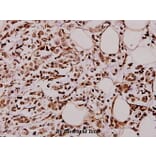 Anti-Caspase 4 (E124) Antibody from Bioworld Technology (BS3686) - Antibodies.com