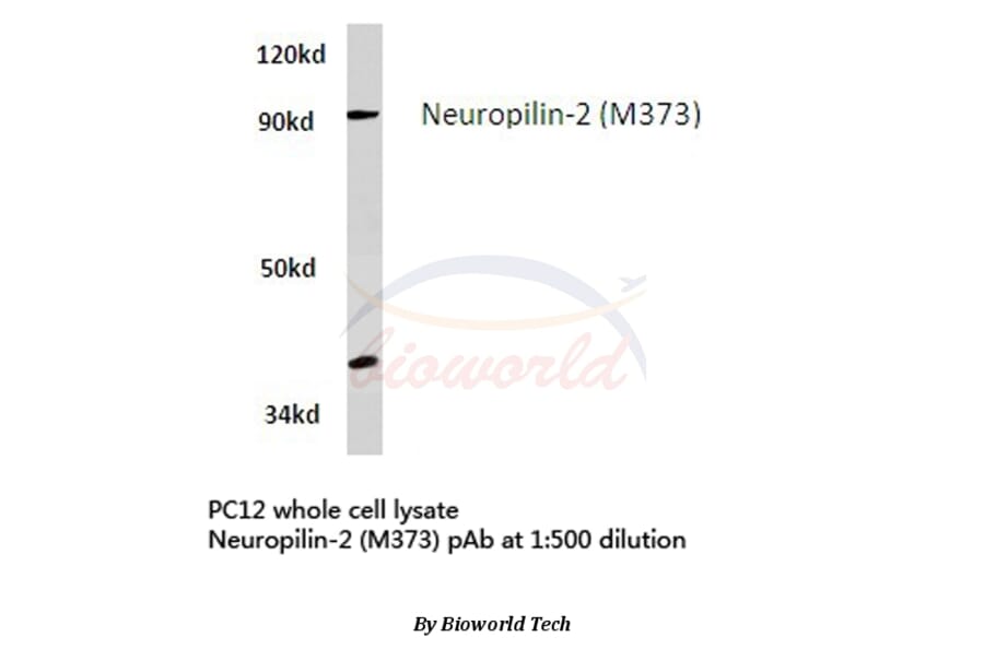 Anti-Neuropilin-2 (M373) Antibody from Bioworld Technology (BS3687) - Antibodies.com