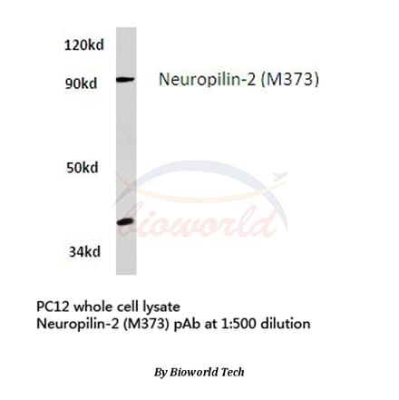 Anti-Neuropilin-2 (M373) Antibody from Bioworld Technology (BS3687) - Antibodies.com