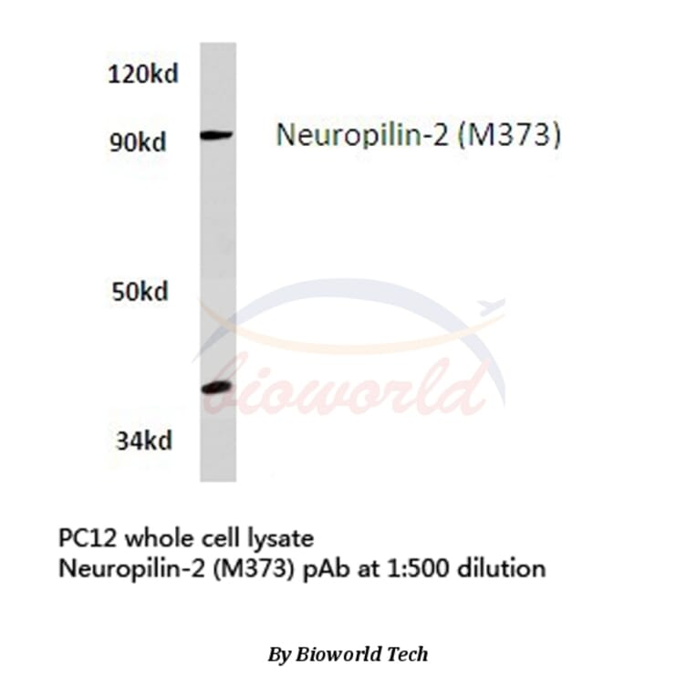 Anti-Neuropilin-2 (M373) Antibody from Bioworld Technology (BS3687) - Antibodies.com