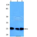 Anti-ASCL1 (E158) Antibody from Bioworld Technology (BS3688) - Antibodies.com