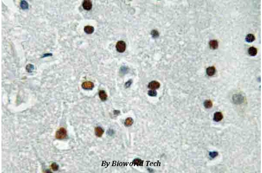 Anti-ASCL1 (E158) Antibody from Bioworld Technology (BS3688) - Antibodies.com