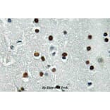 Anti-ASCL1 (E158) Antibody from Bioworld Technology (BS3688) - Antibodies.com