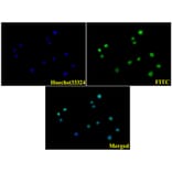 Anti-Laminin-R (Q215) Antibody from Bioworld Technology (BS3689) - Antibodies.com