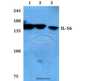 Anti-IL-16 (G97) Antibody from Bioworld Technology (BS3690) - Antibodies.com