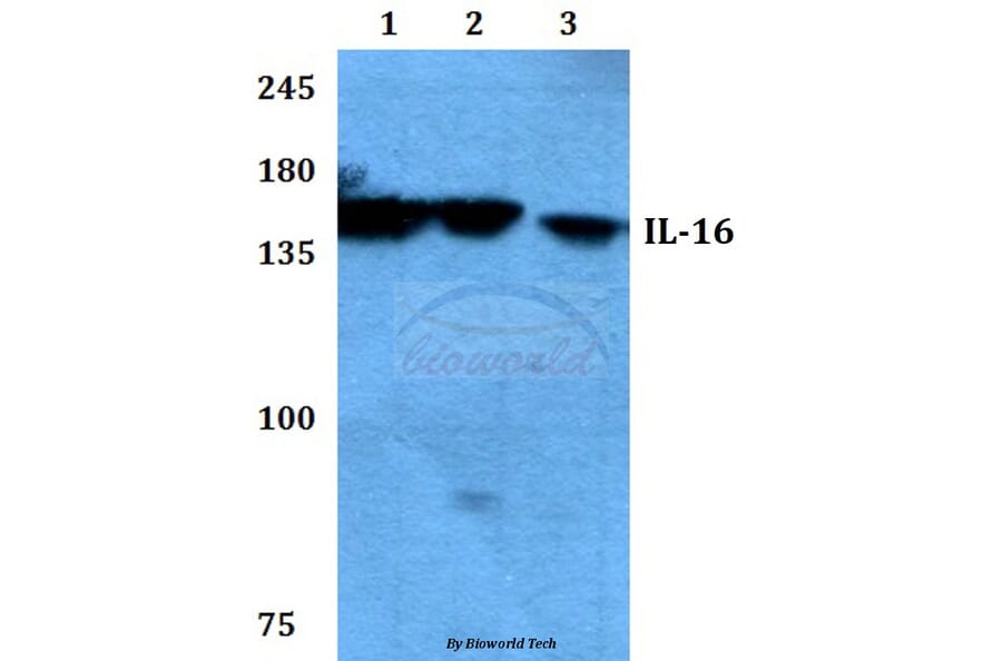 Anti-IL-16 (G97) Antibody from Bioworld Technology (BS3690) - Antibodies.com