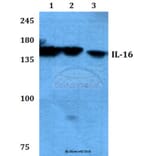 Anti-IL-16 (G97) Antibody from Bioworld Technology (BS3690) - Antibodies.com