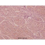 Anti-IL-16 (G97) Antibody from Bioworld Technology (BS3690) - Antibodies.com