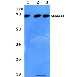 Anti-SEMA3A (P737) Antibody from Bioworld Technology (BS3691) - Antibodies.com