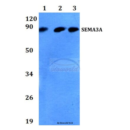 Anti-SEMA3A (P737) Antibody from Bioworld Technology (BS3691) - Antibodies.com