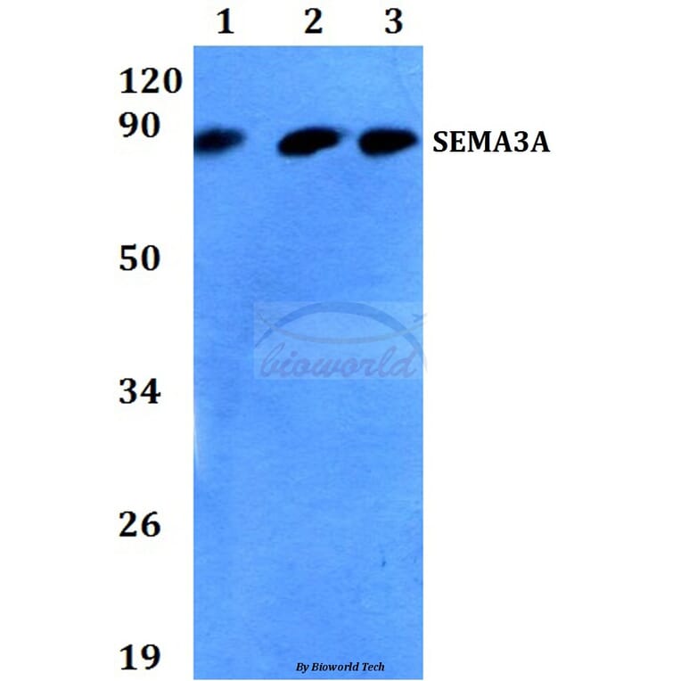 Anti-SEMA3A (P737) Antibody from Bioworld Technology (BS3691) - Antibodies.com