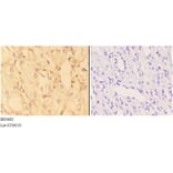 Anti-ACE2 (K465) Antibody from Bioworld Technology (BS3692) - Antibodies.com