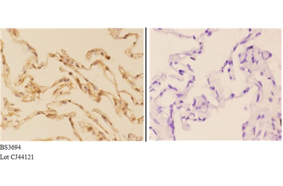 Anti-AChE (K585) Antibody from Bioworld Technology (BS3694) - Antibodies.com