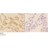 Anti-AChE (K585) Antibody from Bioworld Technology (BS3694) - Antibodies.com