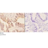 Anti-AChE (K585) Antibody from Bioworld Technology (BS3694) - Antibodies.com