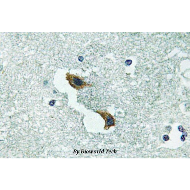 Anti-ATP7A (H640) Antibody from Bioworld Technology (BS3695) - Antibodies.com