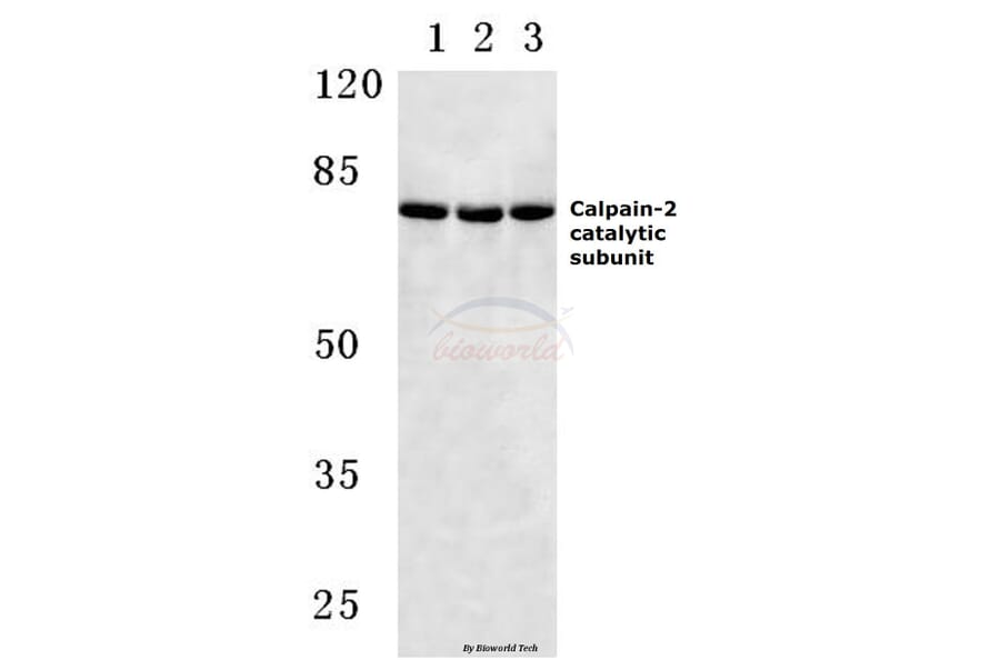 Anti-Calpain 2 (K354) Antibody from Bioworld Technology (BS3696) - Antibodies.com