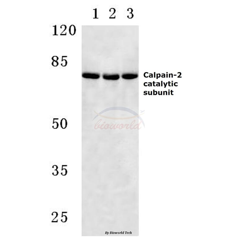 Anti-Calpain 2 (K354) Antibody from Bioworld Technology (BS3696) - Antibodies.com