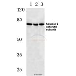 Anti-Calpain 2 (K354) Antibody from Bioworld Technology (BS3696) - Antibodies.com