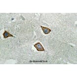 Anti-Calpain 2 (K354) Antibody from Bioworld Technology (BS3696) - Antibodies.com