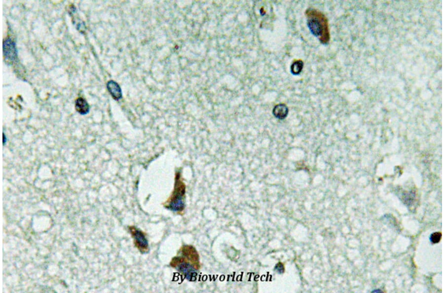 Anti-PAH (R400) Antibody from Bioworld Technology (BS3704) - Antibodies.com