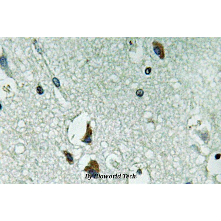 Anti-PAH (R400) Antibody from Bioworld Technology (BS3704) - Antibodies.com