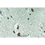 Anti-PAH (R400) Antibody from Bioworld Technology (BS3704) - Antibodies.com