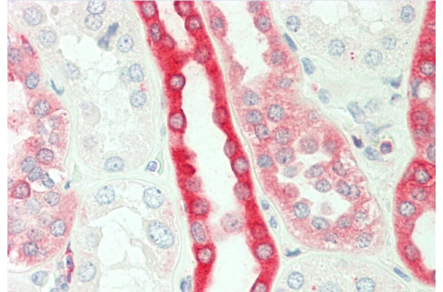 Anti-PKC β (N655) Antibody from Bioworld Technology (BS3708) - Antibodies.com