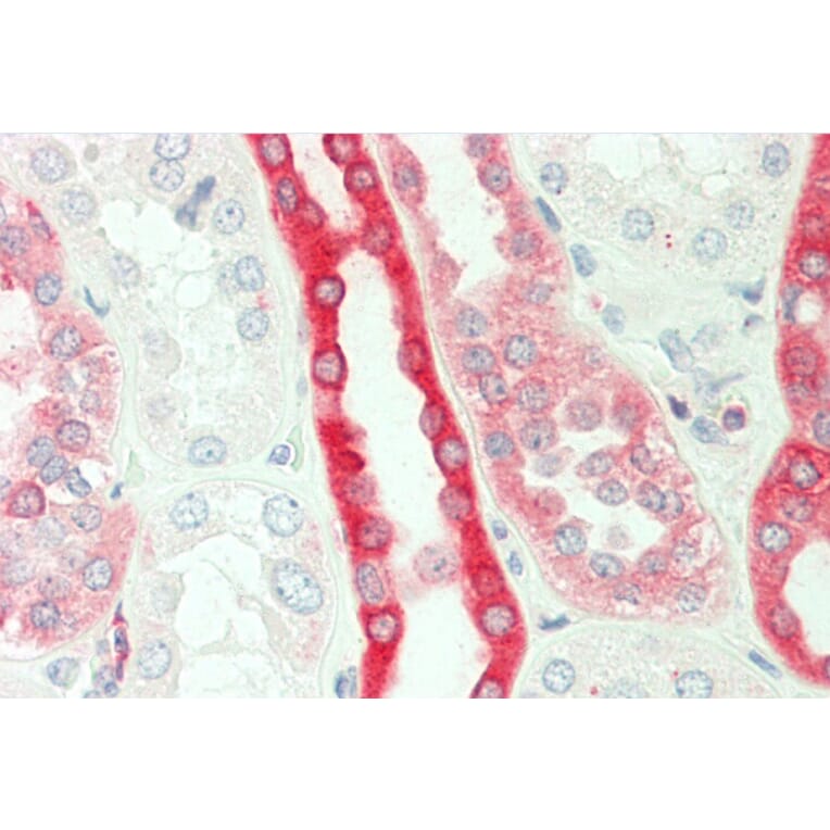 Anti-PKC β (N655) Antibody from Bioworld Technology (BS3708) - Antibodies.com