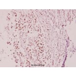 Anti-Cyclin E2 (N387) Antibody from Bioworld Technology (BS3710) - Antibodies.com