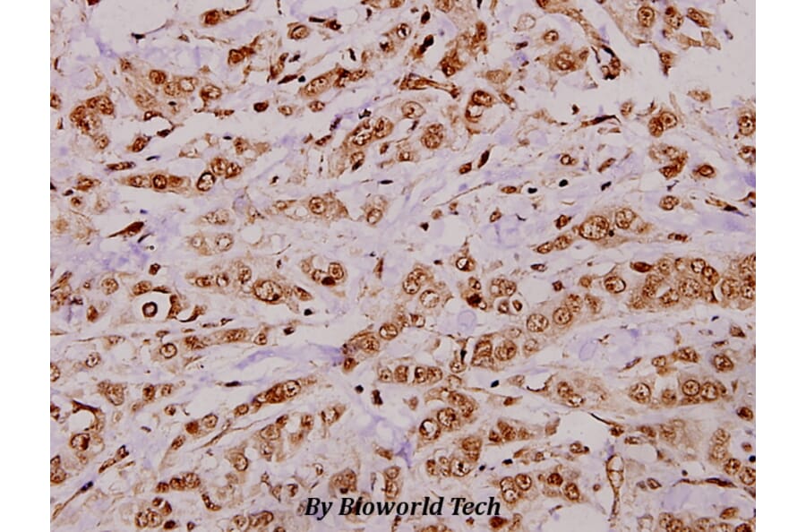 Anti-CREB (K236) Antibody from Bioworld Technology (BS3715) - Antibodies.com