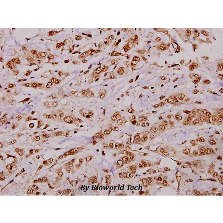 Anti-CREB (K236) Antibody from Bioworld Technology (BS3715) - Antibodies.com