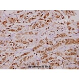 Anti-CREB (K236) Antibody from Bioworld Technology (BS3715) - Antibodies.com