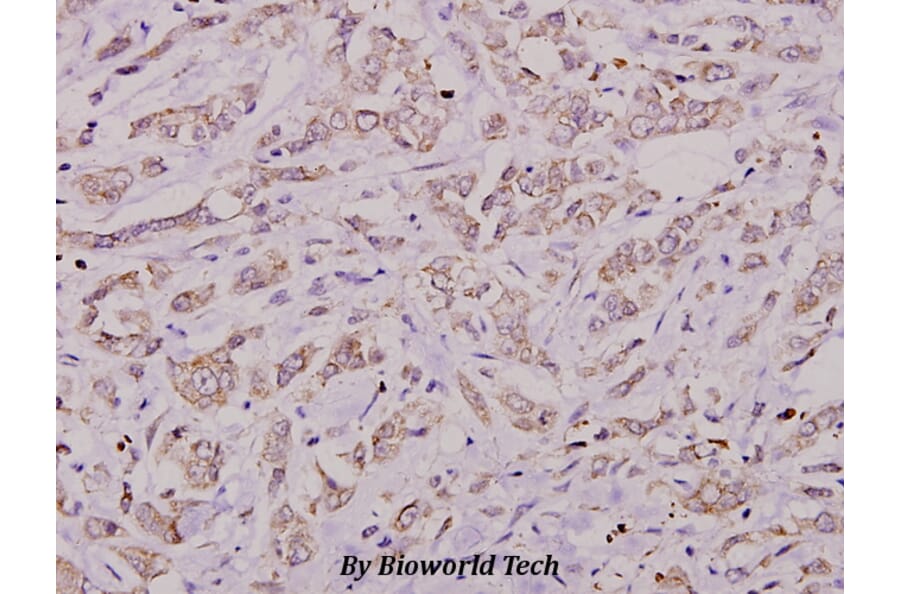 Anti-Histone H3 (A1) Antibody from Bioworld Technology (BS3718) - Antibodies.com