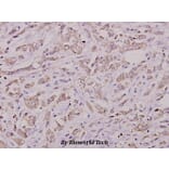 Anti-Histone H3 (A1) Antibody from Bioworld Technology (BS3718) - Antibodies.com