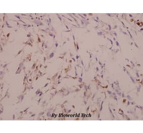 Anti-MAPKAPK-2 (N218) Antibody from Bioworld Technology (BS3720) - Antibodies.com