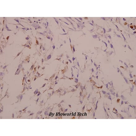 Anti-MAPKAPK-2 (N218) Antibody from Bioworld Technology (BS3720) - Antibodies.com