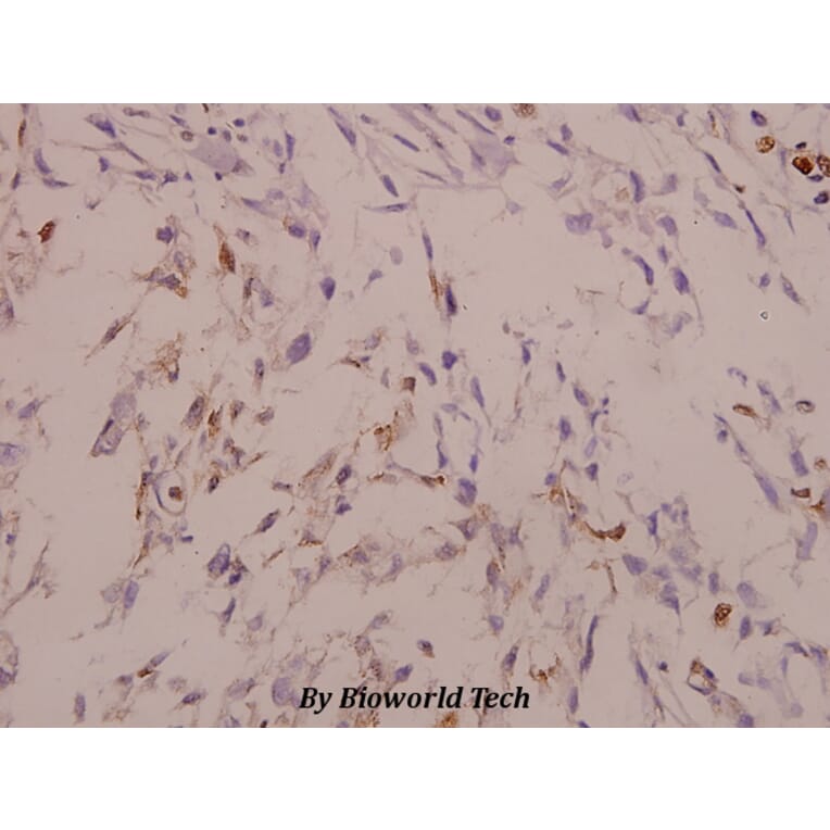 Anti-MAPKAPK-2 (N218) Antibody from Bioworld Technology (BS3720) - Antibodies.com
