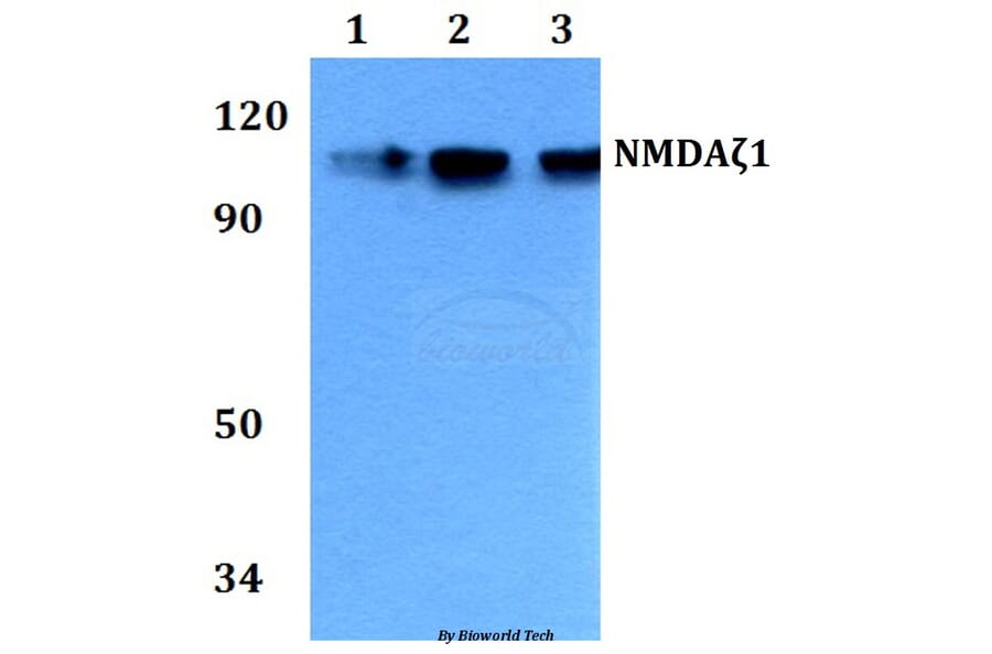 Anti-NMDAζ1 (F891) Antibody from Bioworld Technology (BS3721) - Antibodies.com