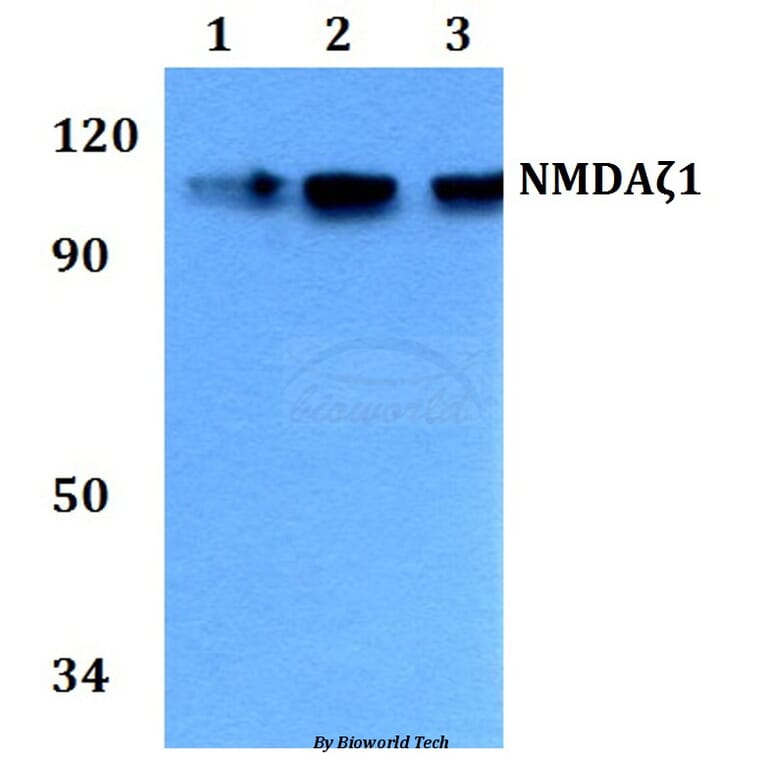 Anti-NMDAζ1 (F891) Antibody from Bioworld Technology (BS3721) - Antibodies.com